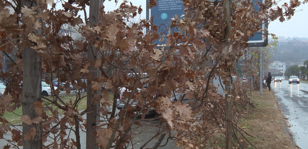 CPC organizuje nalaganje badnjaka u više crnogorskih gradova