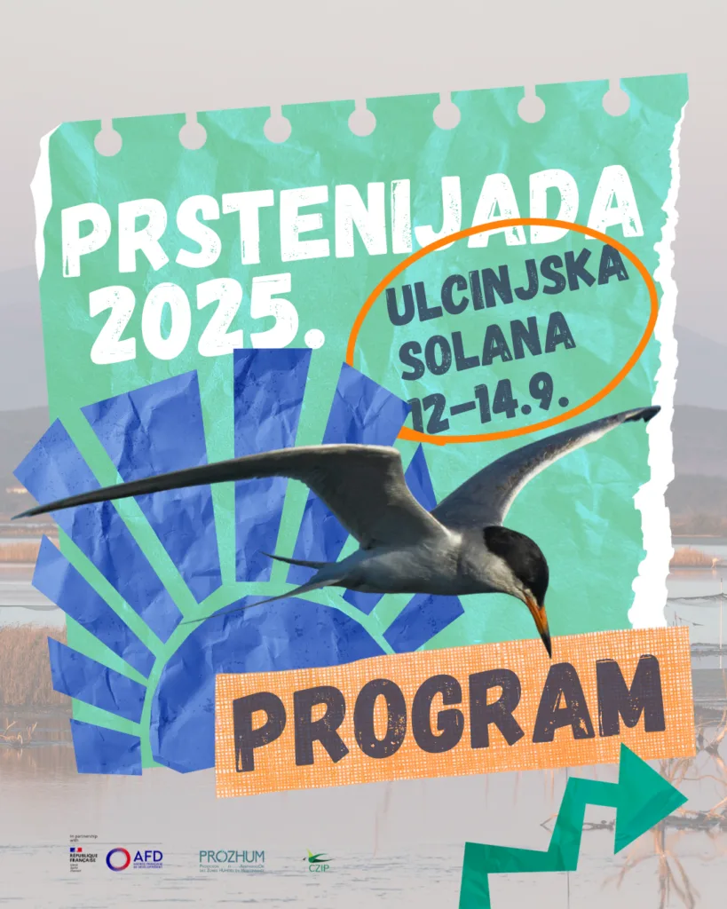 Vikend posvećen pticama Ulcinjske solane: Prstenijada 2025