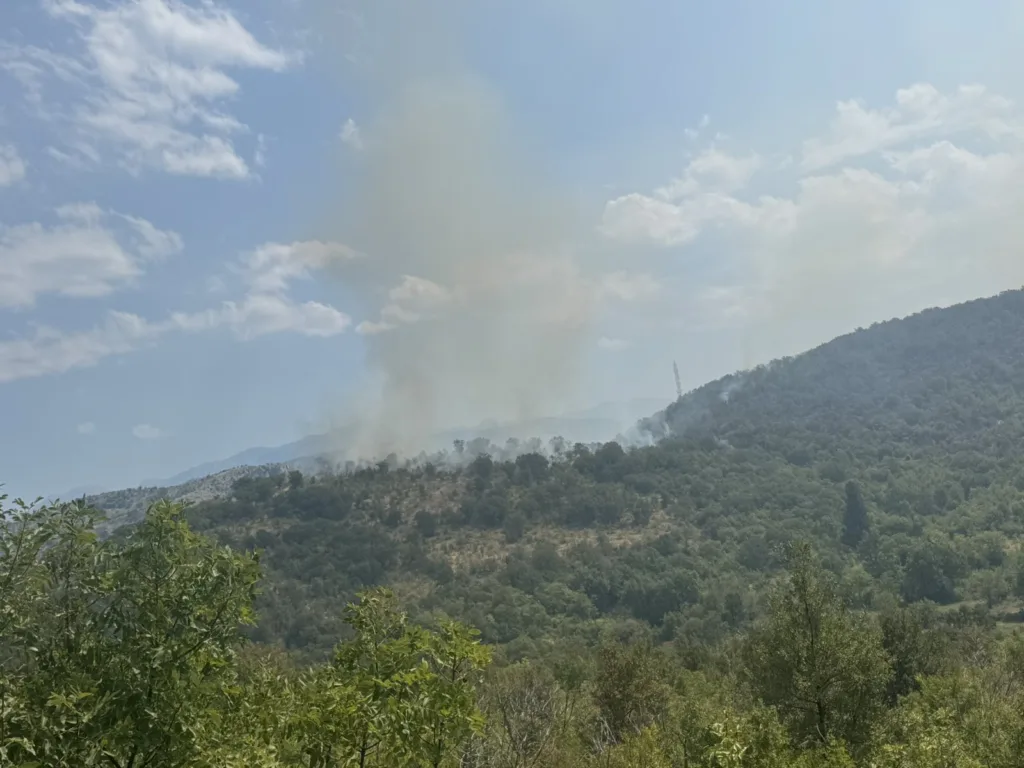 Nastavlja se projekat “Boranka”: Zazelenimo požarišta Crne Gore – više od 45.000 novih sadnica