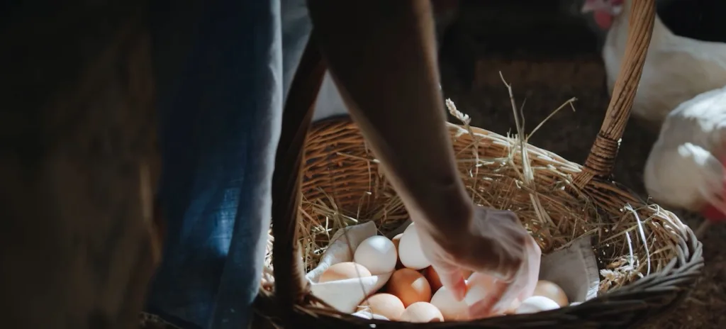 (VIDEO) Jokić: Cijena jaja biće veća od tri do pet centi