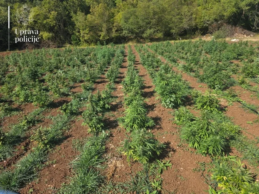 Viši sud: Pritvor Marašu i Peroviću zbog plantaže marihuane u Trnovu
