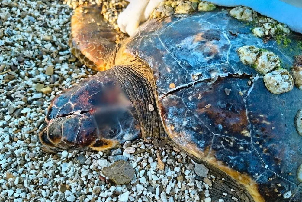 Povrijeđena glavata kornjača nije preživjela