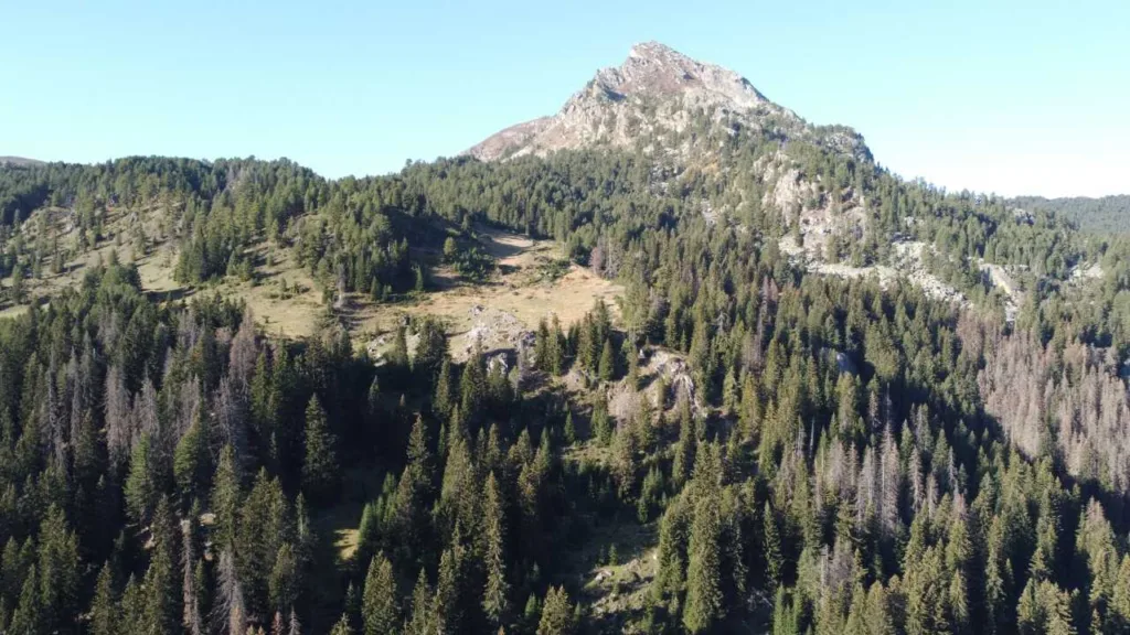 (VIDEO) Alternativa: Zbog nelegalne sječe Crna Gora gubi šume