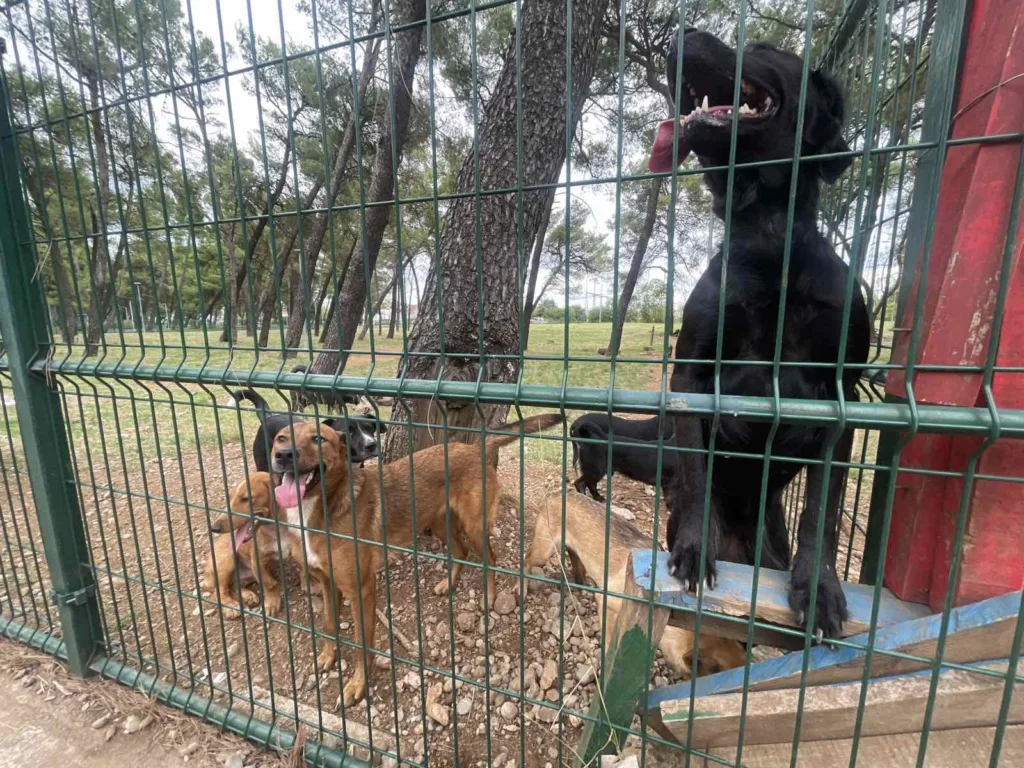 (VIDEO) Dio od 60 pasa pronađenih u kući smješten u Tološkom parku; Jočić: Pokušavamo da spriječimo da psi završe na ulici