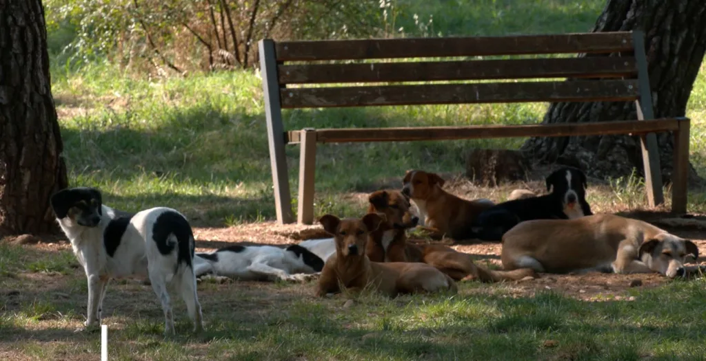 Savjet za zaštitu životinja: Zahtijevamo hitnu i odlučnu reakciju nadležnihpovodom monstruoznog slučaja seksualnog zlostavljanja životinja