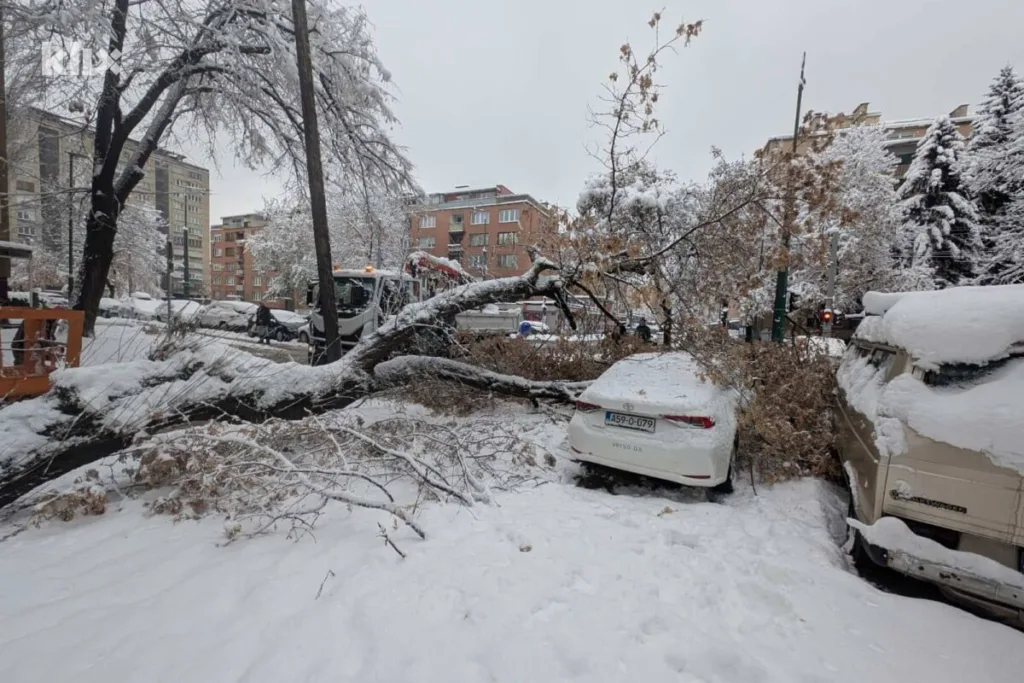 Sarajevo: Ogromno stablo se srušilo u Grbavičkoj ulici, više vozila oštećeno