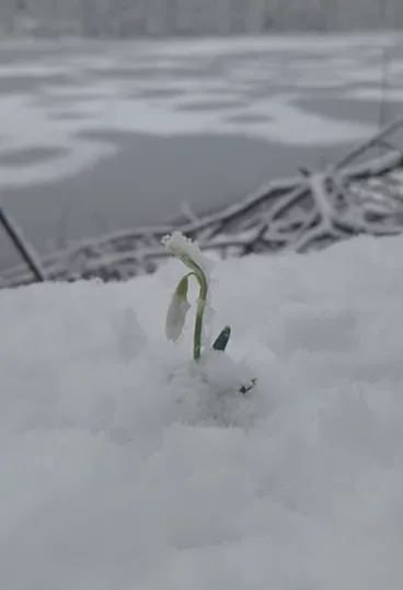Januarska visibaba prkosi snijegu u srcu NP Biogradska gora