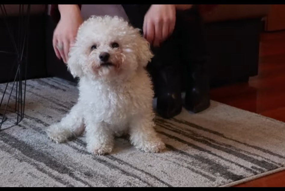 UIPGG: Inspekcija u cijelom procesu oko psa Meda pokazala maksimalnu suzdržanost