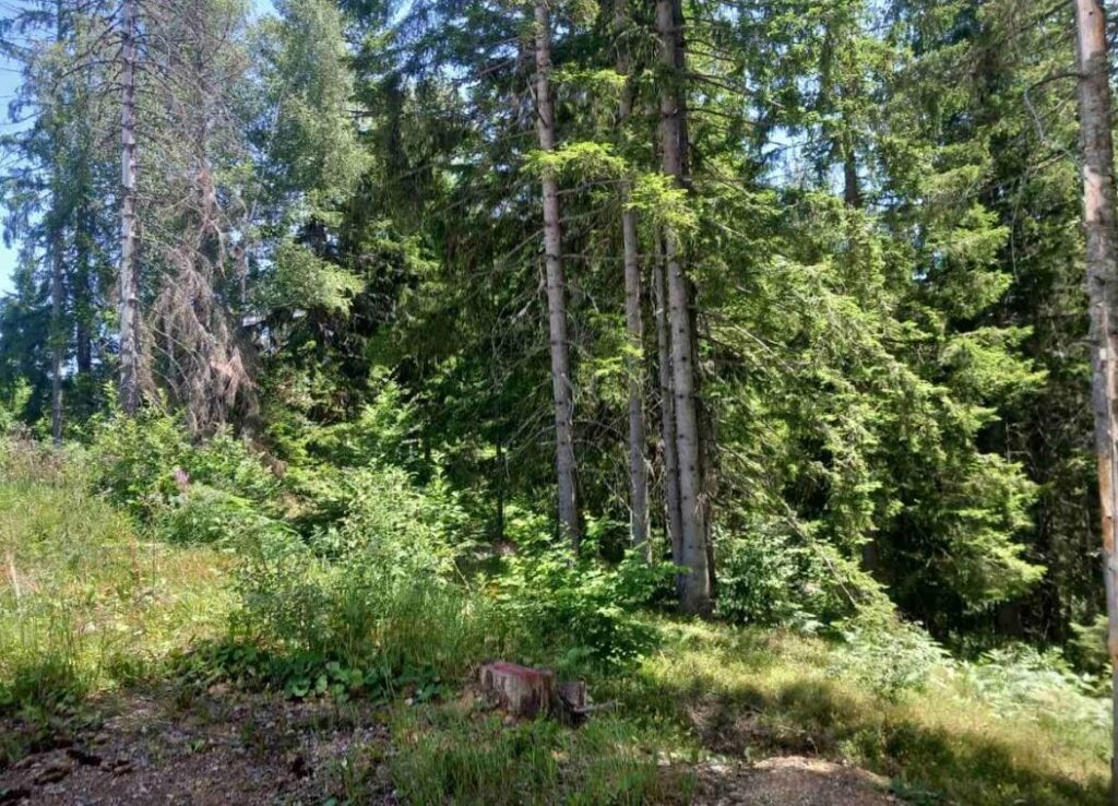 Rožaje: Inspekcija otkrila katastrofalno stanje u šumama