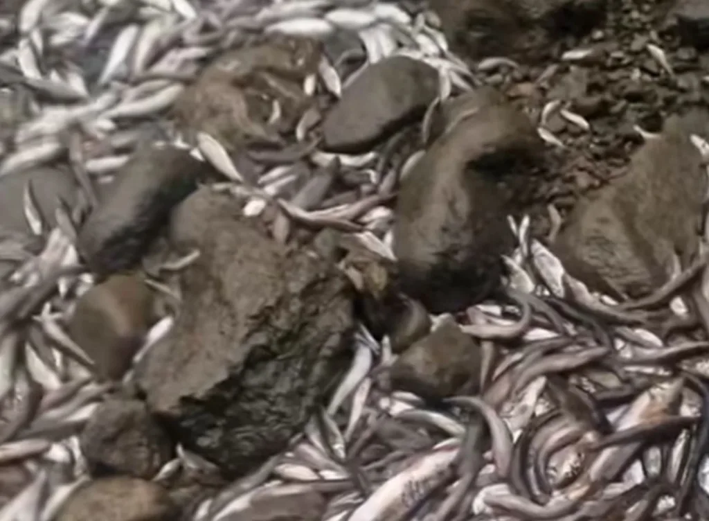 Ibar presušio, sportski ribolovci iz regiona spašavali ribu