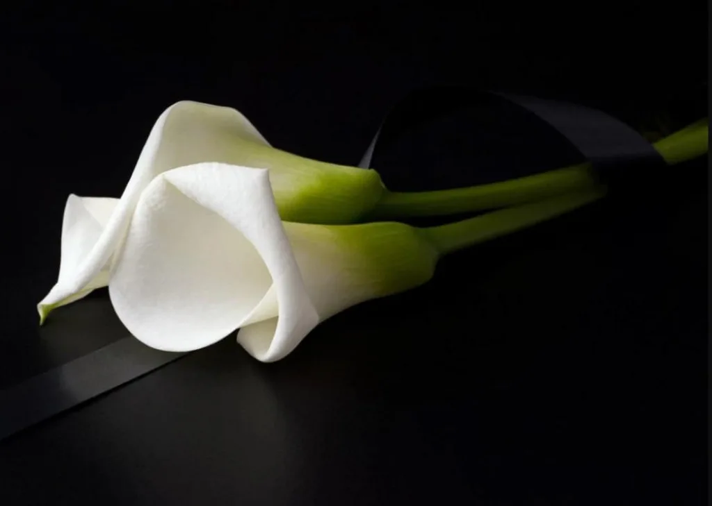 Sjutra Dan žalosti u Srbiji povodom godišnjice pada nadstrešnice u Novom Sadu