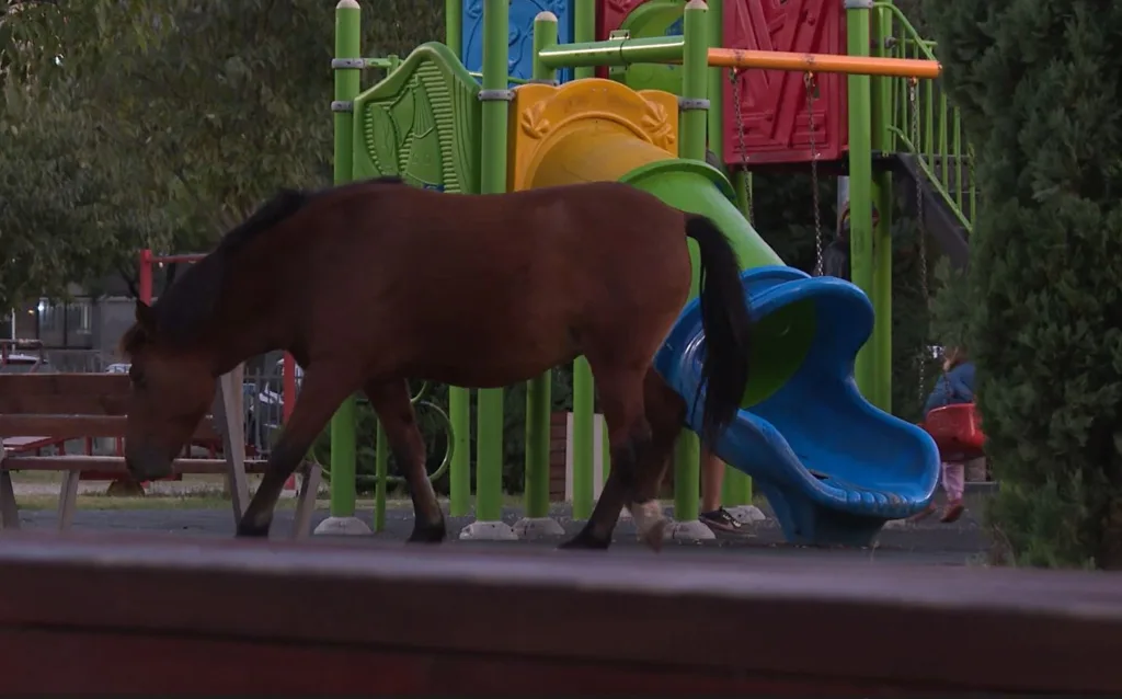 (VIDEO) Nesvakidašnja slika na Starom aerodromu: Napušteni konji na dječijem igralištu, mještani zabrinuti za najmlađe