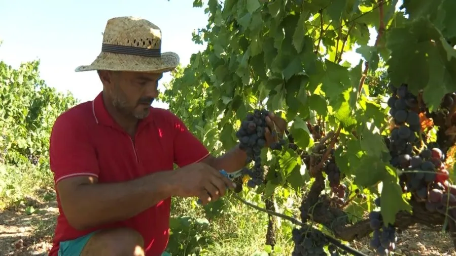 U “Plantažama” završena berba vinskog grožđa, prinos 30 odsto veći