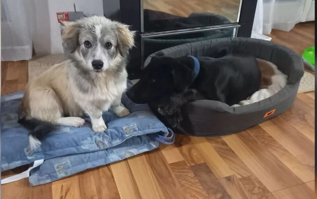 (VIDEO) Zeta: Deset pasa i tri mačke otrovane, nadležni ne reaguju