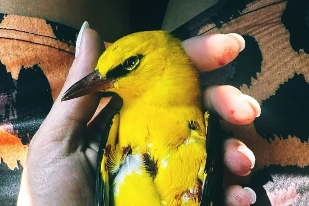 Zaštićena vrsta ptice ubijena u Piperima: Olovnom sačmom na zlatni ukras crnogorskog neba