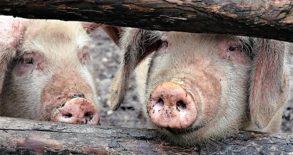 Afrička svinjska kuga zabilježena u Republici Srpskoj
