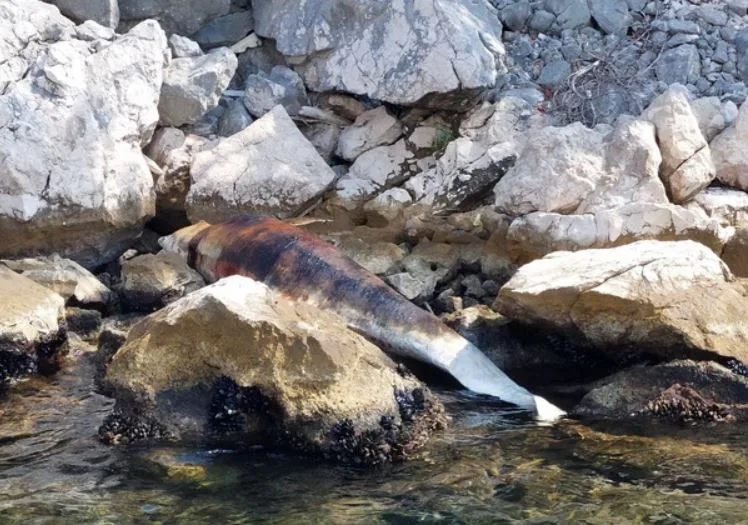 Pronađen uginuli delfin na obali između Perasta i Risna