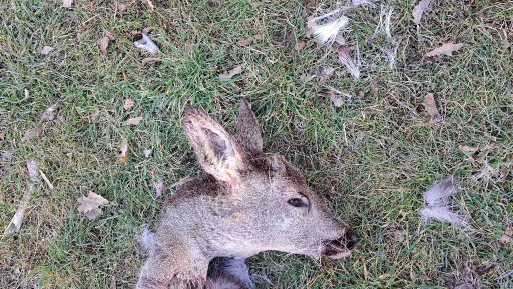 (UZNEMIRUJUĆI SADRŽAJ) Ostaci ubijene srne bačeni u blizini centra grada