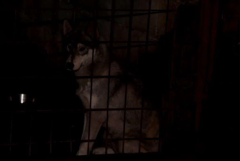 Jurili vuka, uhvatili haskija