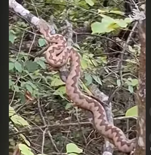 Poskok na grani kod tvrđave Bihor